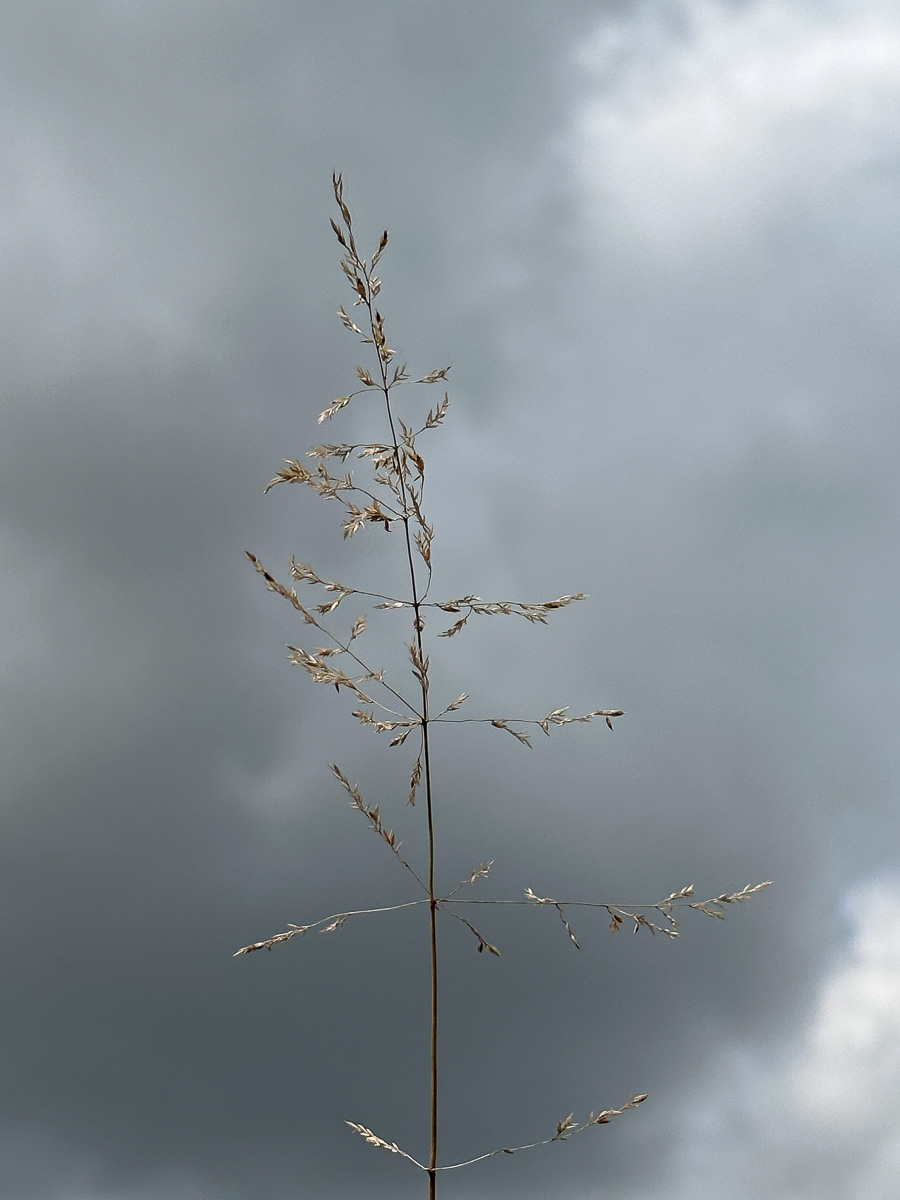 Gräser-Studie vor dunklen Wolken (1 von 6)