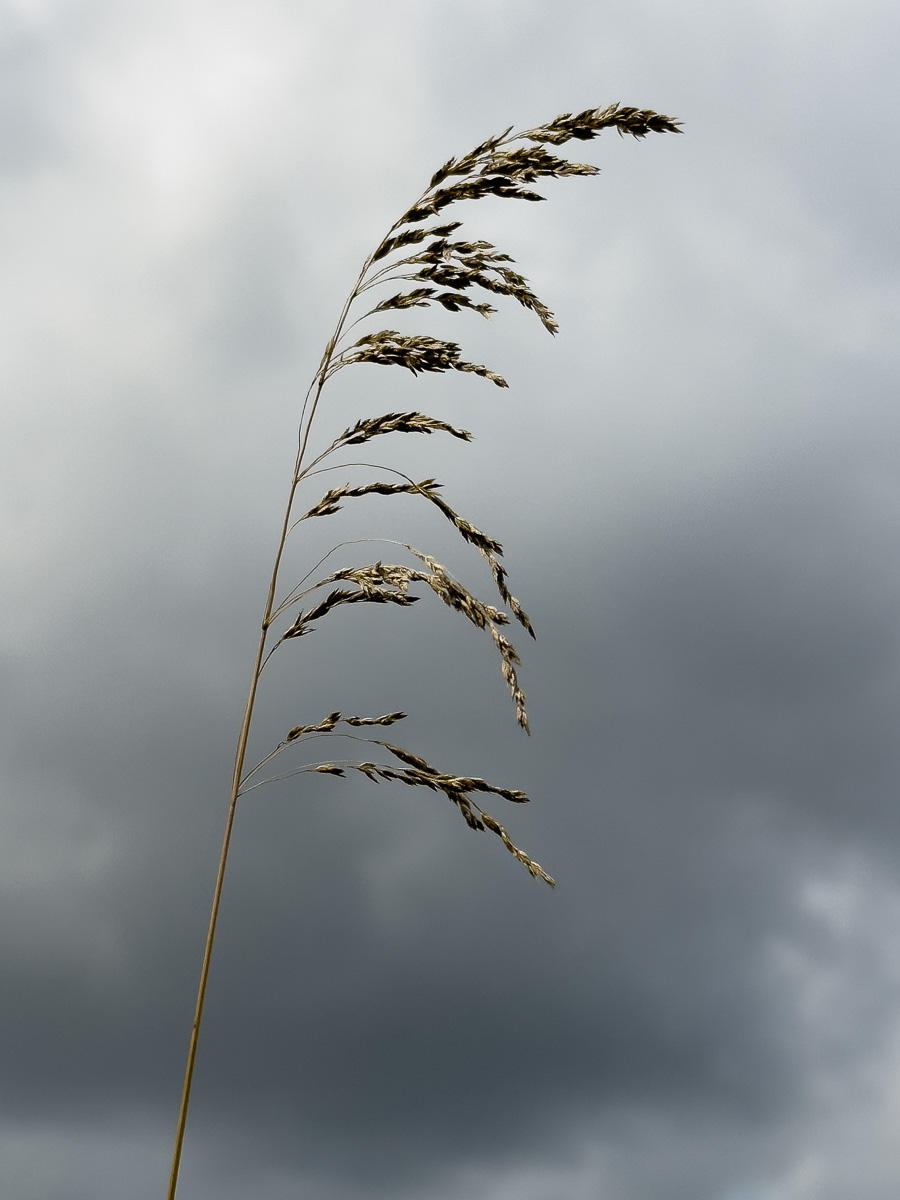Gräser-Studie vor dunklen Wolken (2 von 6)