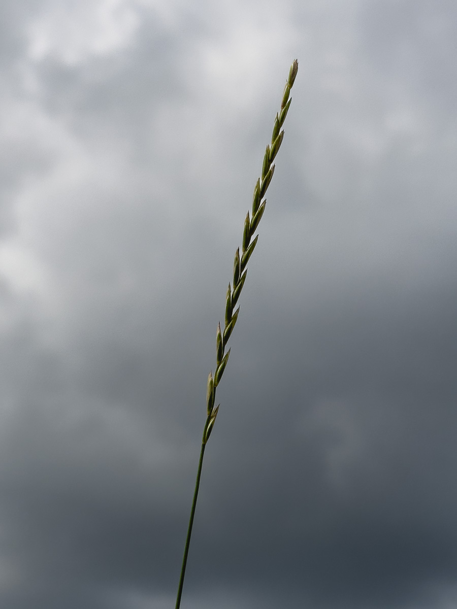 Gräser-Studie vor dunklen Wolken (3 von 6)
