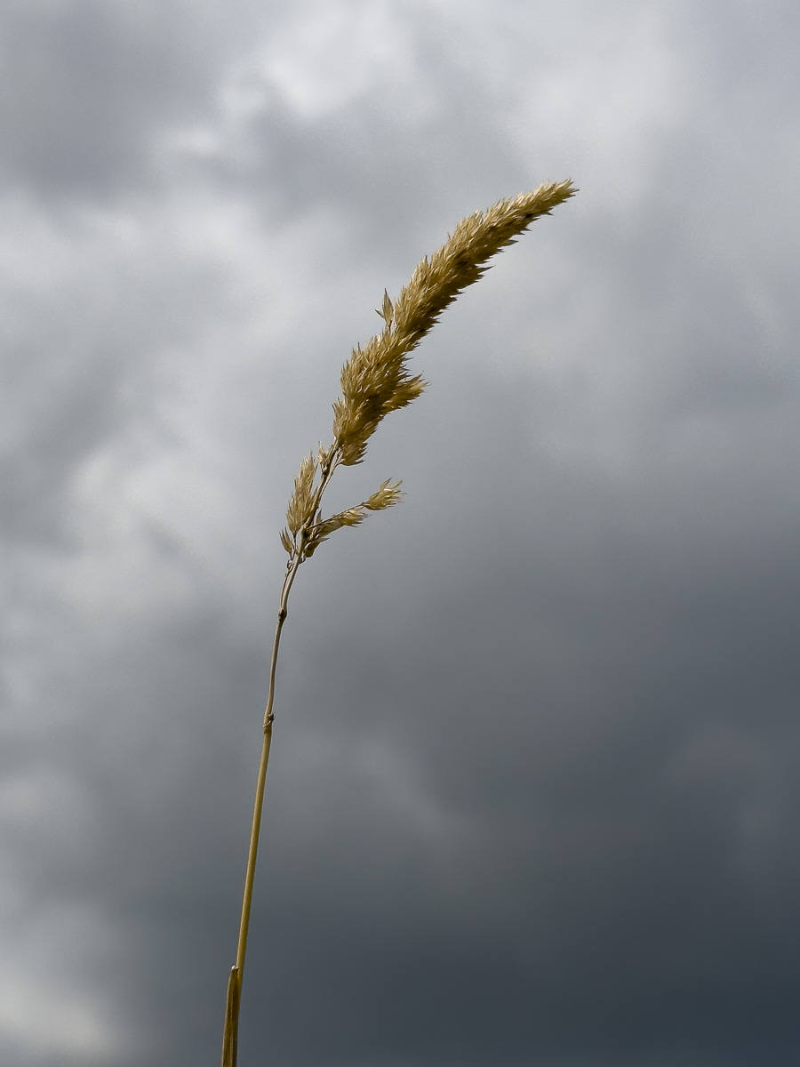 Gräser-Studie vor dunklen Wolken (4 von 6)