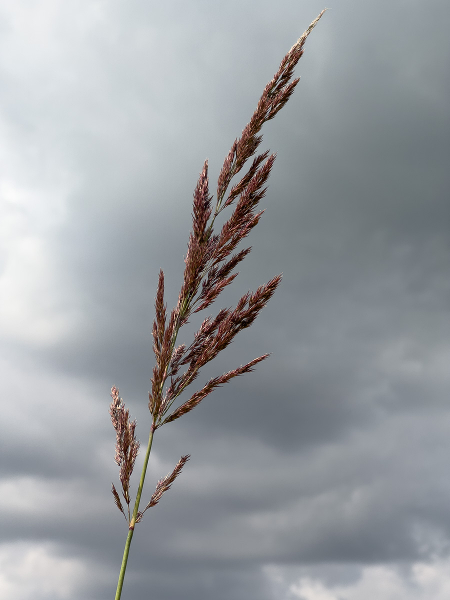 Gräser-Studie vor dunklen Wolken (5 von 6)