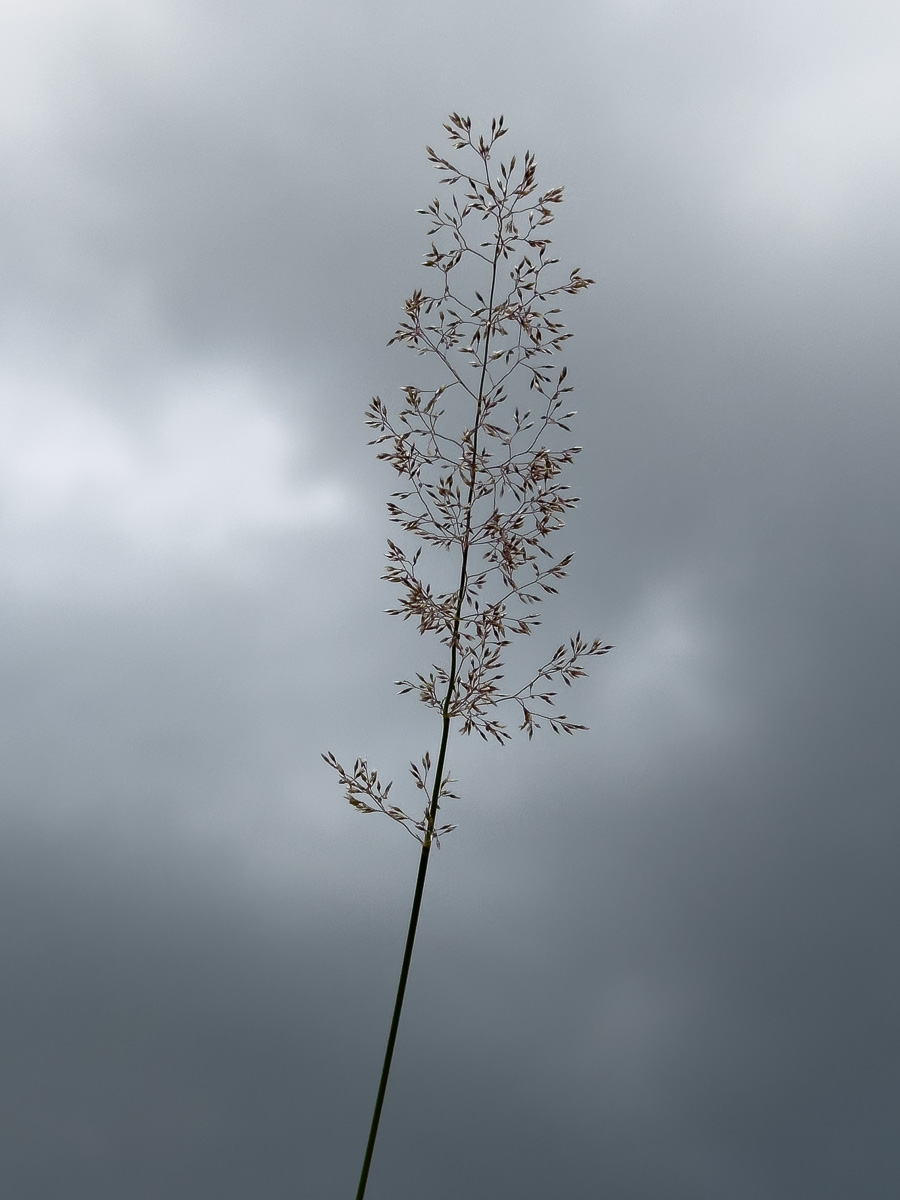 Gräser-Studie vor dunklen Wolken (6 von 6)