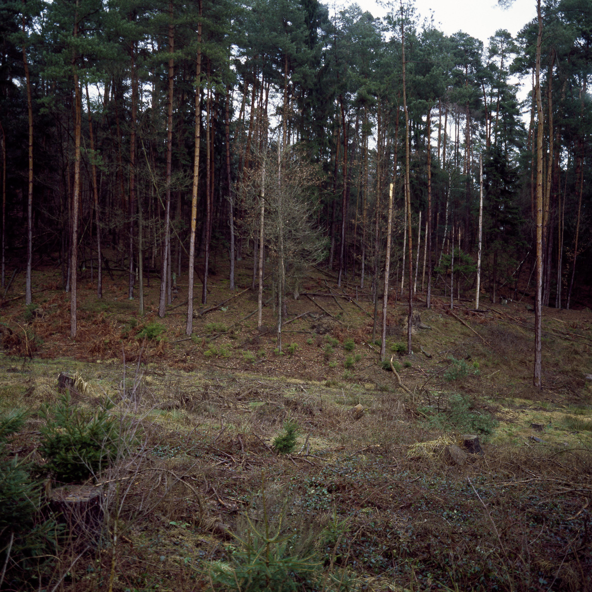 Waldkante