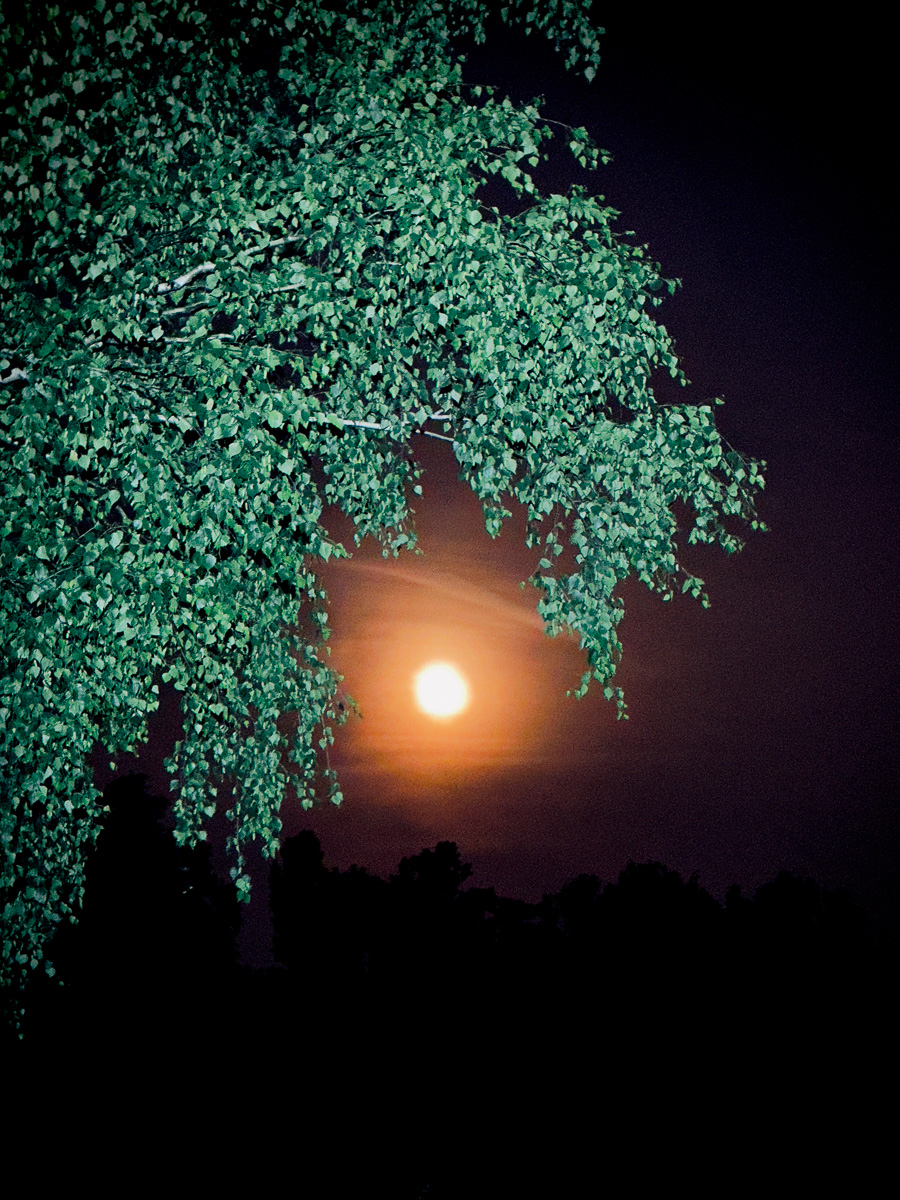 Birke in der Nacht