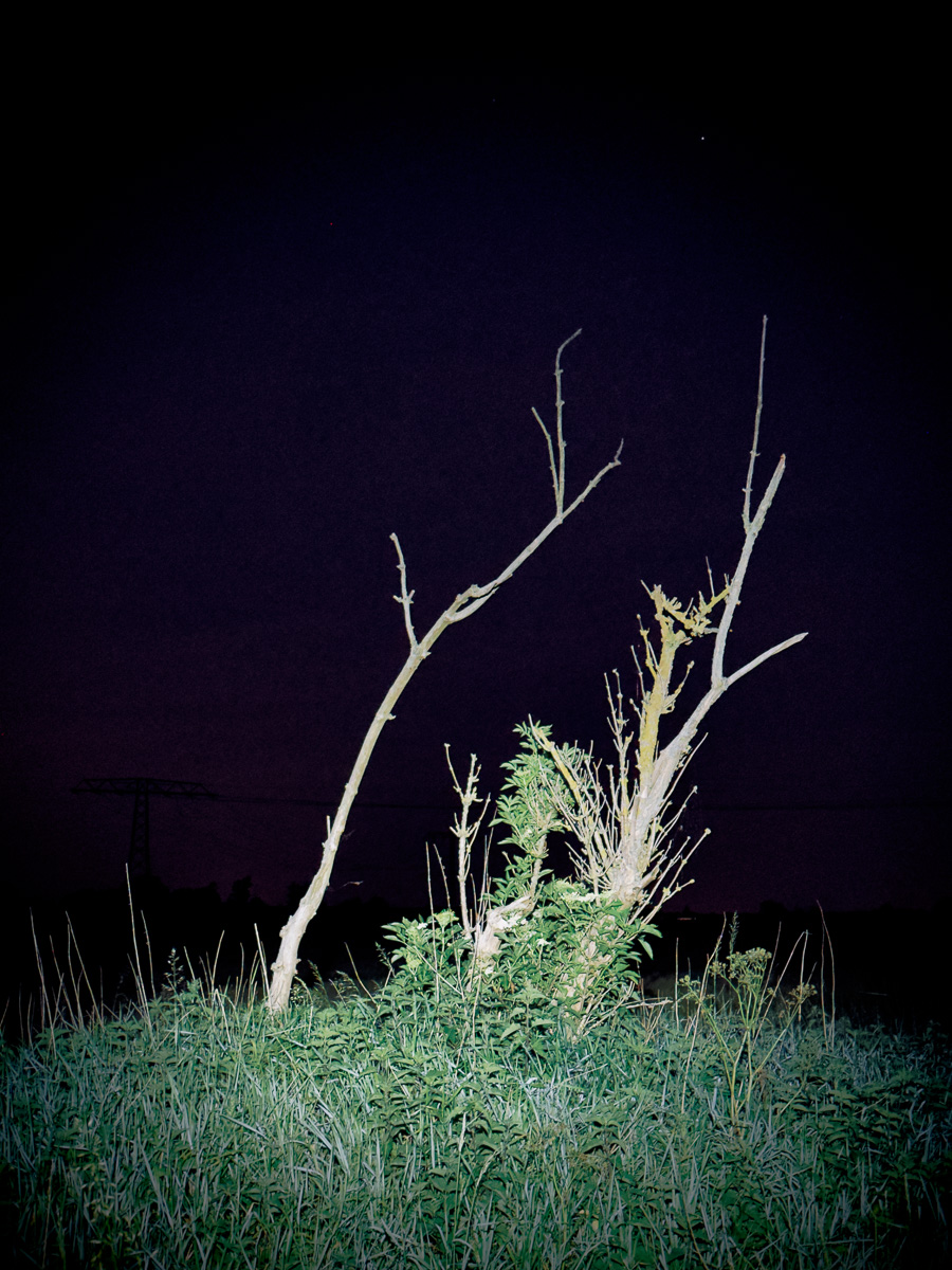 Holunder in der Nacht.