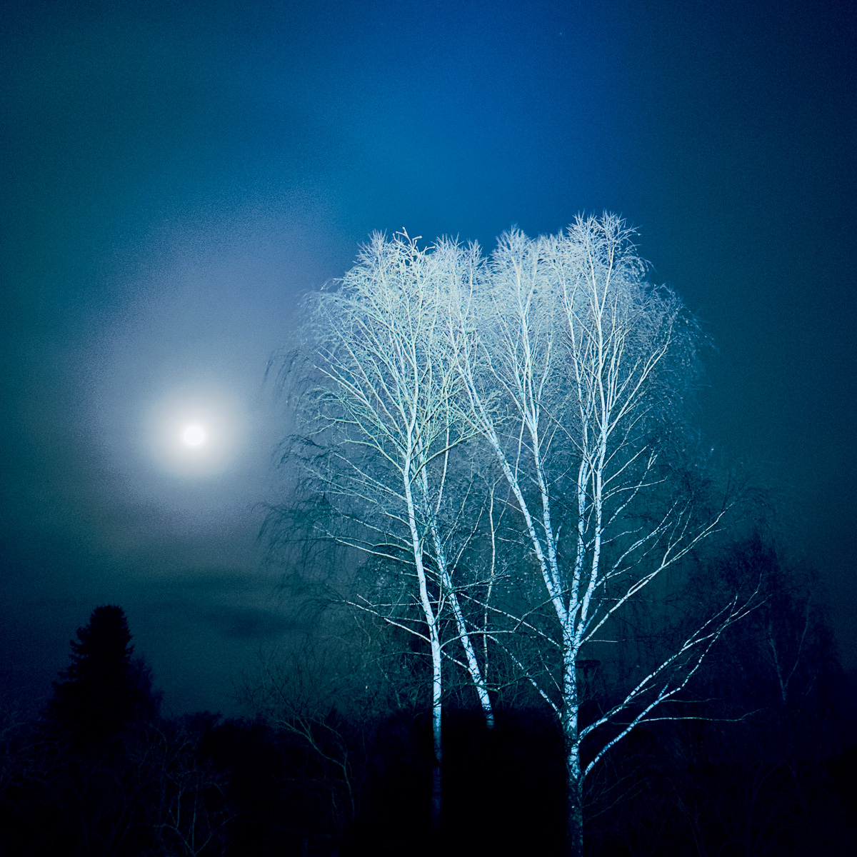 Bleiche Nachtbirken