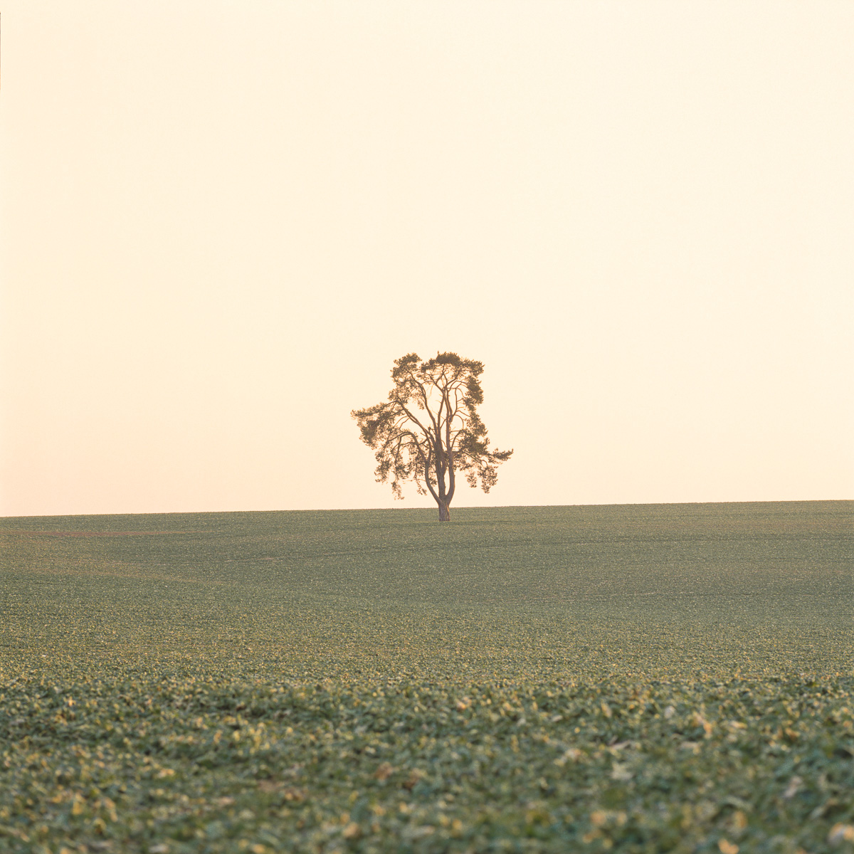 Feldbaum zur goldenen Stunde.