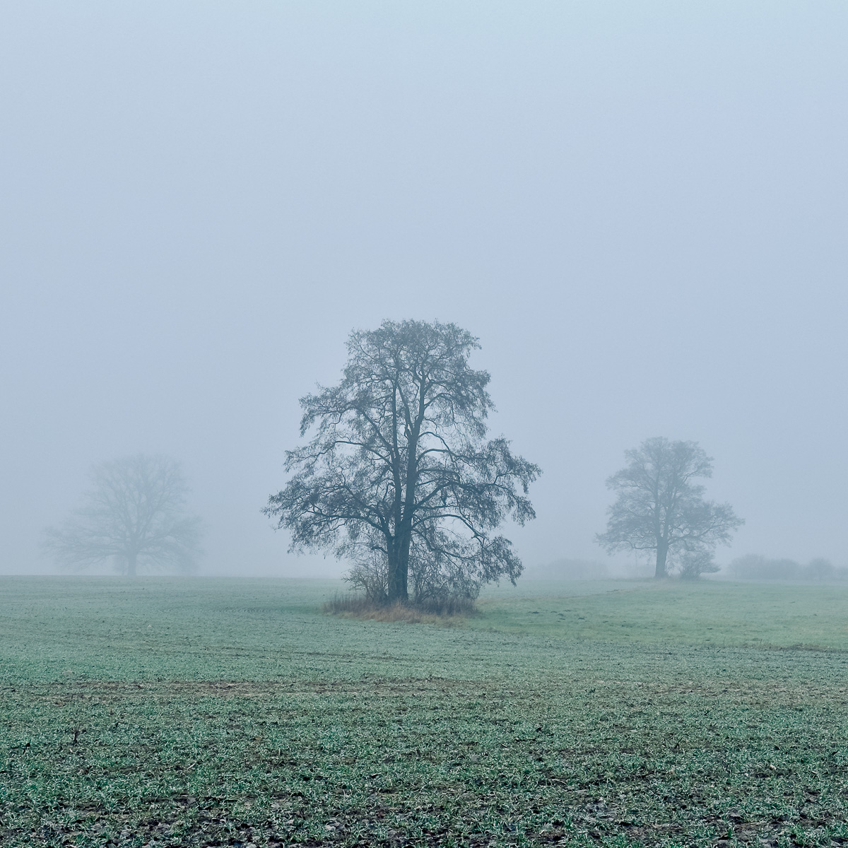 Drei Bäume im Nebel