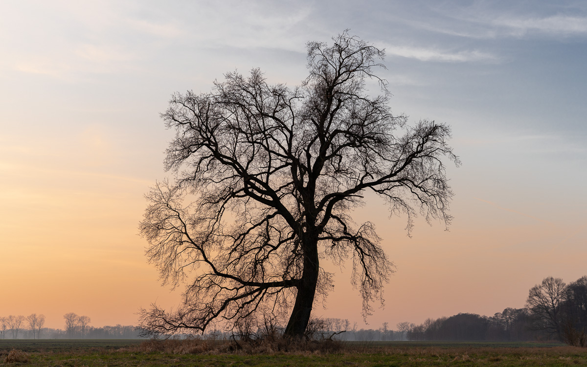 Feldbaum bei Sonnenuntergang