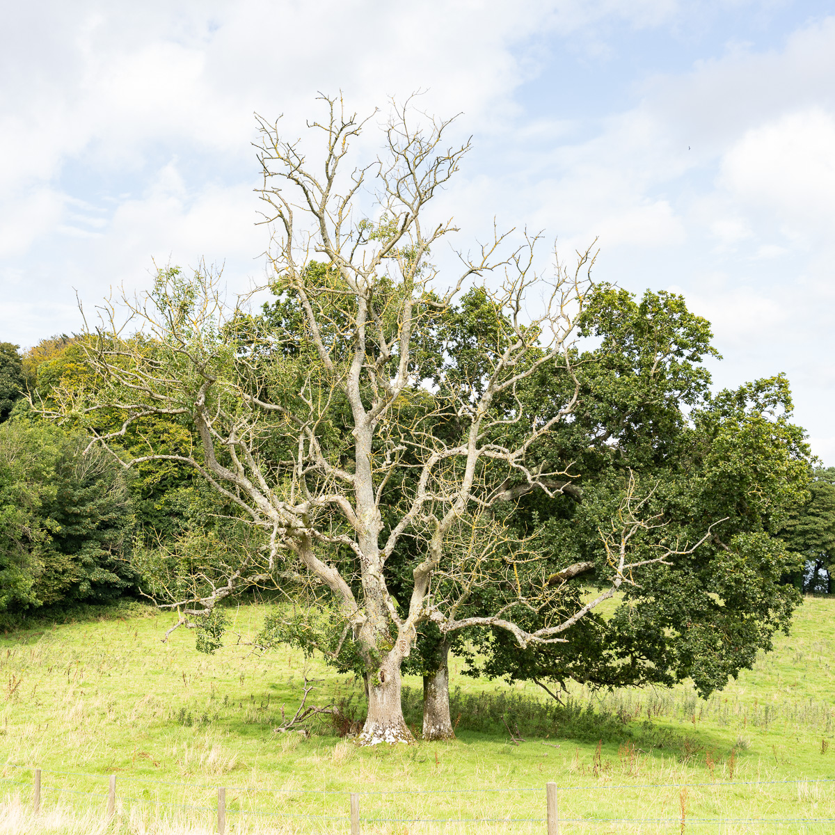 Alter nordirischer Baum.