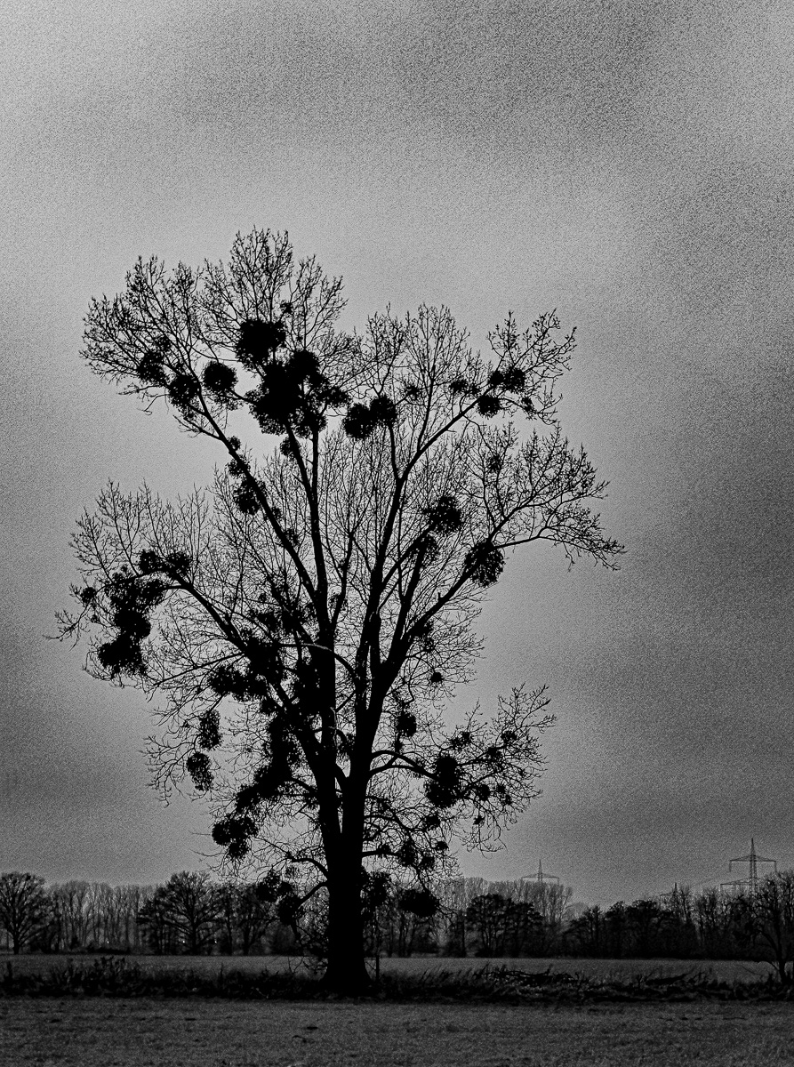 Mistelbaum