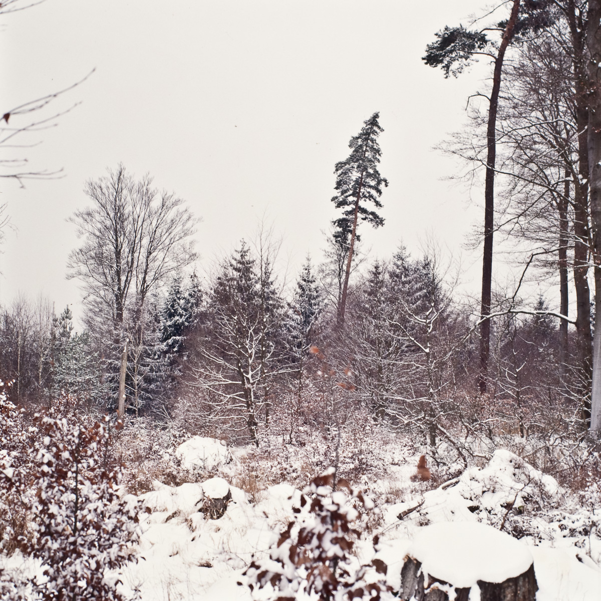 Blick auf ein Waldstück mit einzeln aufragenden Kiefern im Winter.