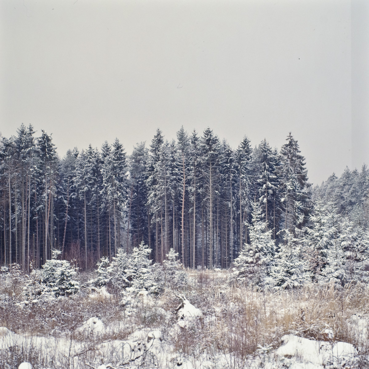 Blick auf einen winterlichen Waldrand.