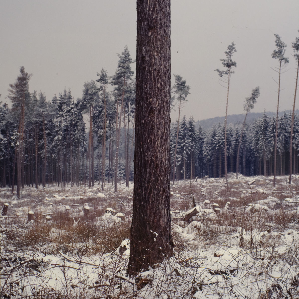 Ein in Zentralperspektive fotografierter einzelner Kiefernstamm im Vordergrund vor einer geräumten Waldfläche.