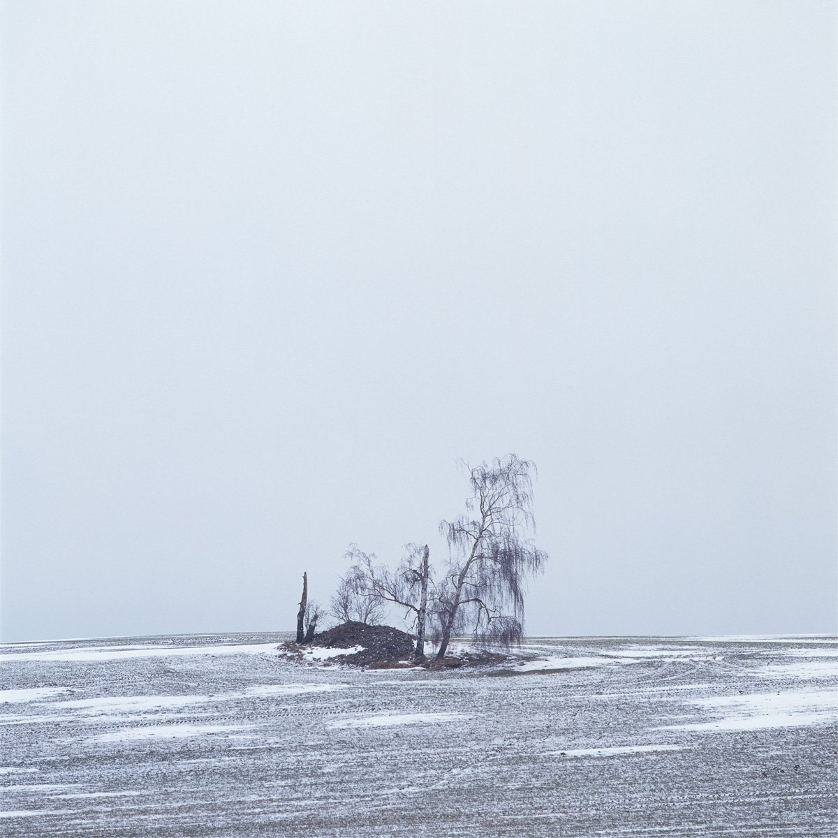 Ein verloren in der Landschaft stehender Feldrain mit einer im Wintersturm zerbrockenen Birke darin. 
