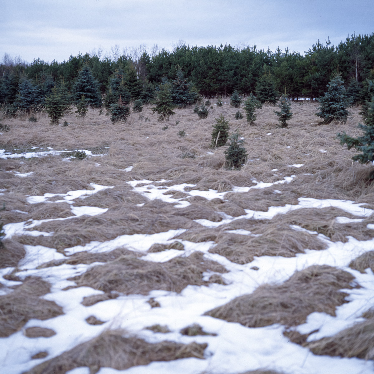 Blick auf eine Wiederaufforstungsfläche mit verdorrtem Gras, etwas Schnee und einem jungen Fichtenbestand als Pioniere im Hintergrund.