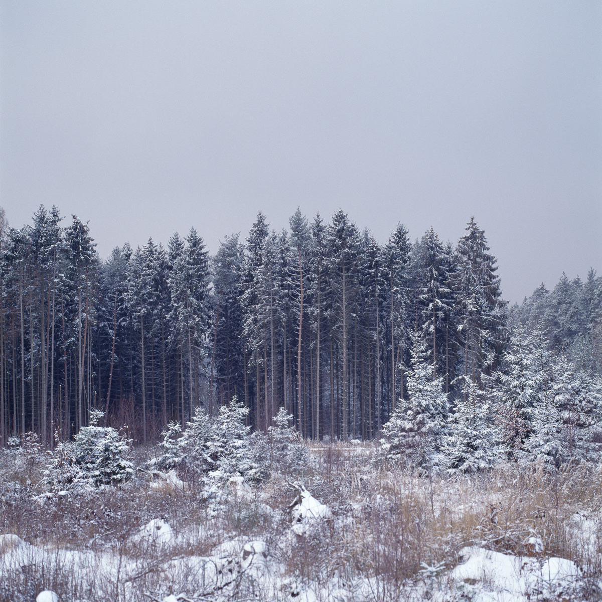 Ein winterlich verschneiter Fichenwaldrand.