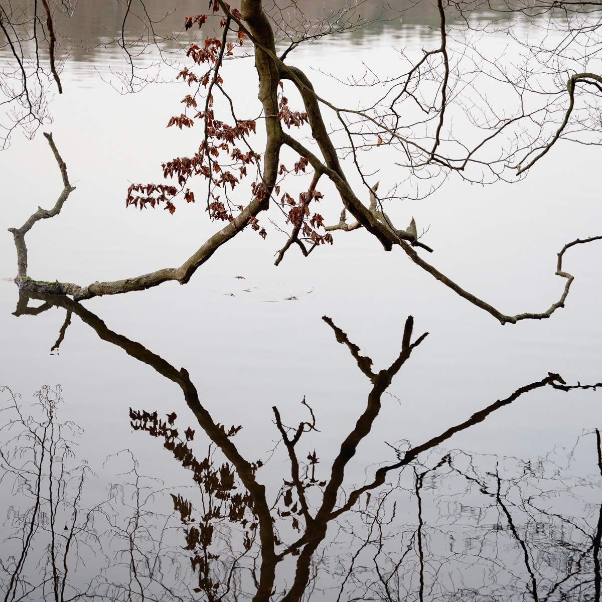 Einige Buhenäste hängen über der Wasseroberfläche eines Sees.