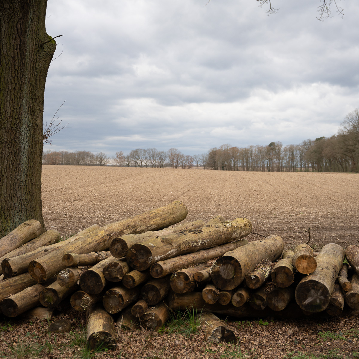 Baumstämme am Feldrand