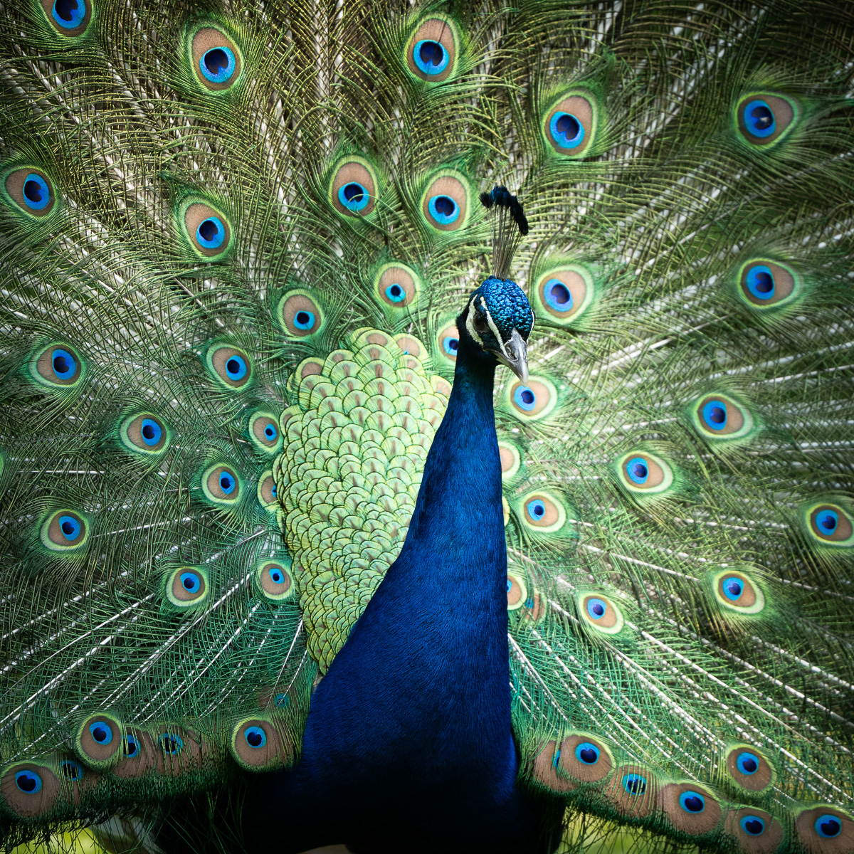 Ein Pfau imponiert im Bremer Bürgerpark mit seinem Gefieder.