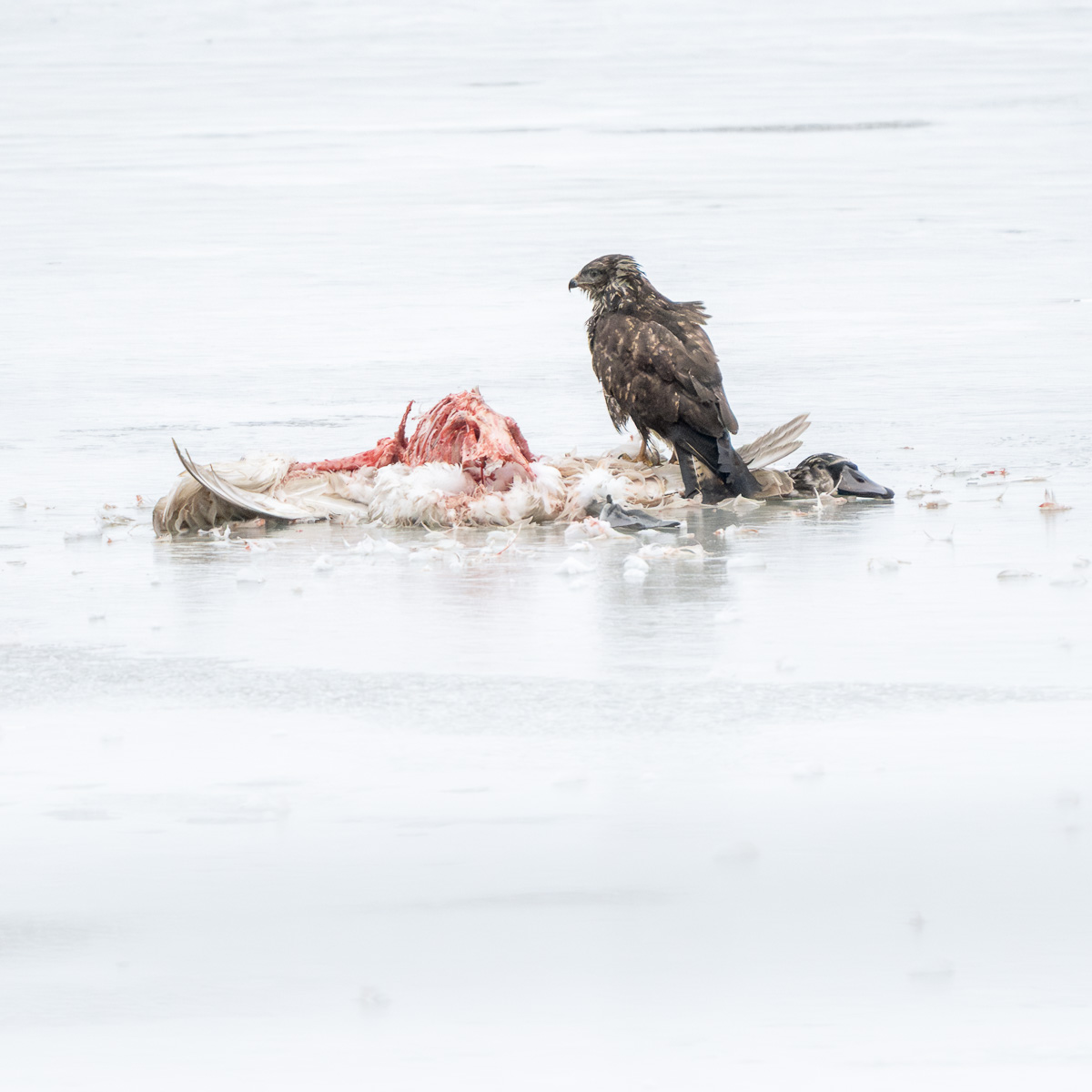 Ein Bussard am Kadaver eines jungen Singschwans.