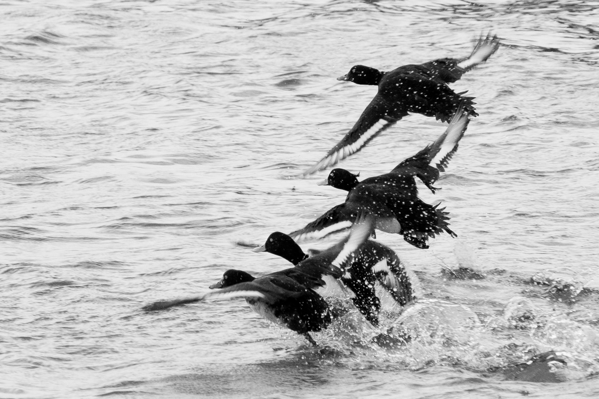 Drei Reiherenten fliegen über die Wasseroberfläche des Rheins.