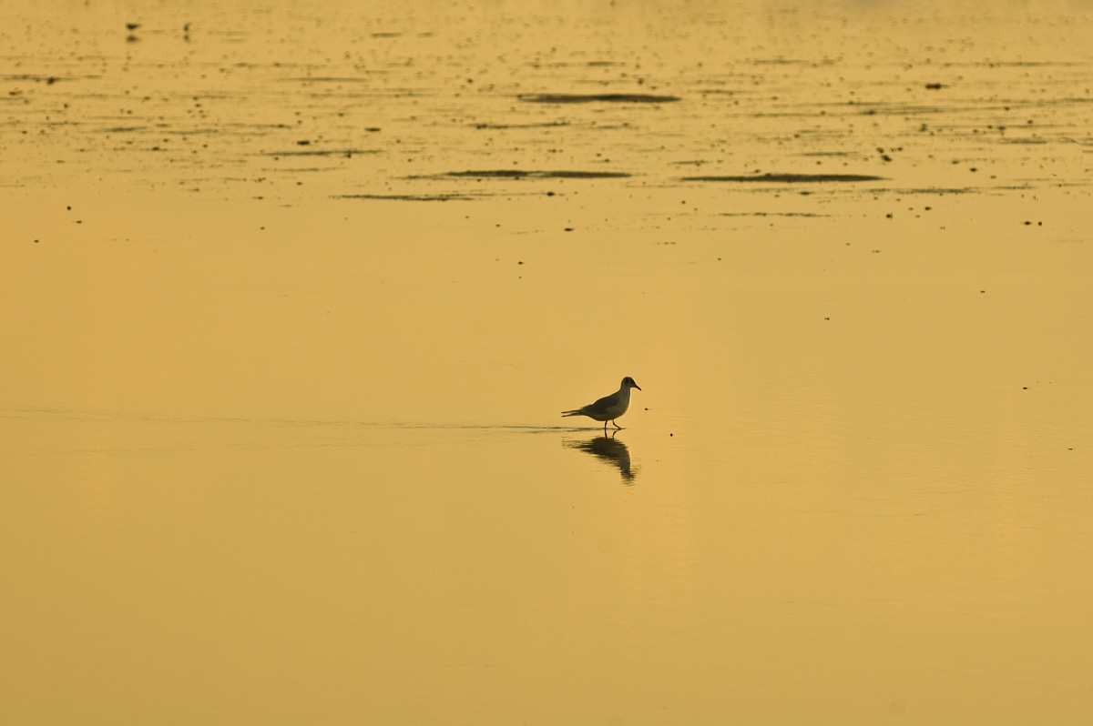 Eine Lachmöwe watet durch das seichte Wasser in der Abendsonne.