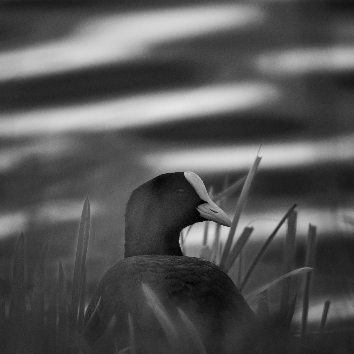 Sschwarz-weißes Foto eines Blässhuhns, dass in der Ufervegetation sitzt und aufs Wasser schaut.