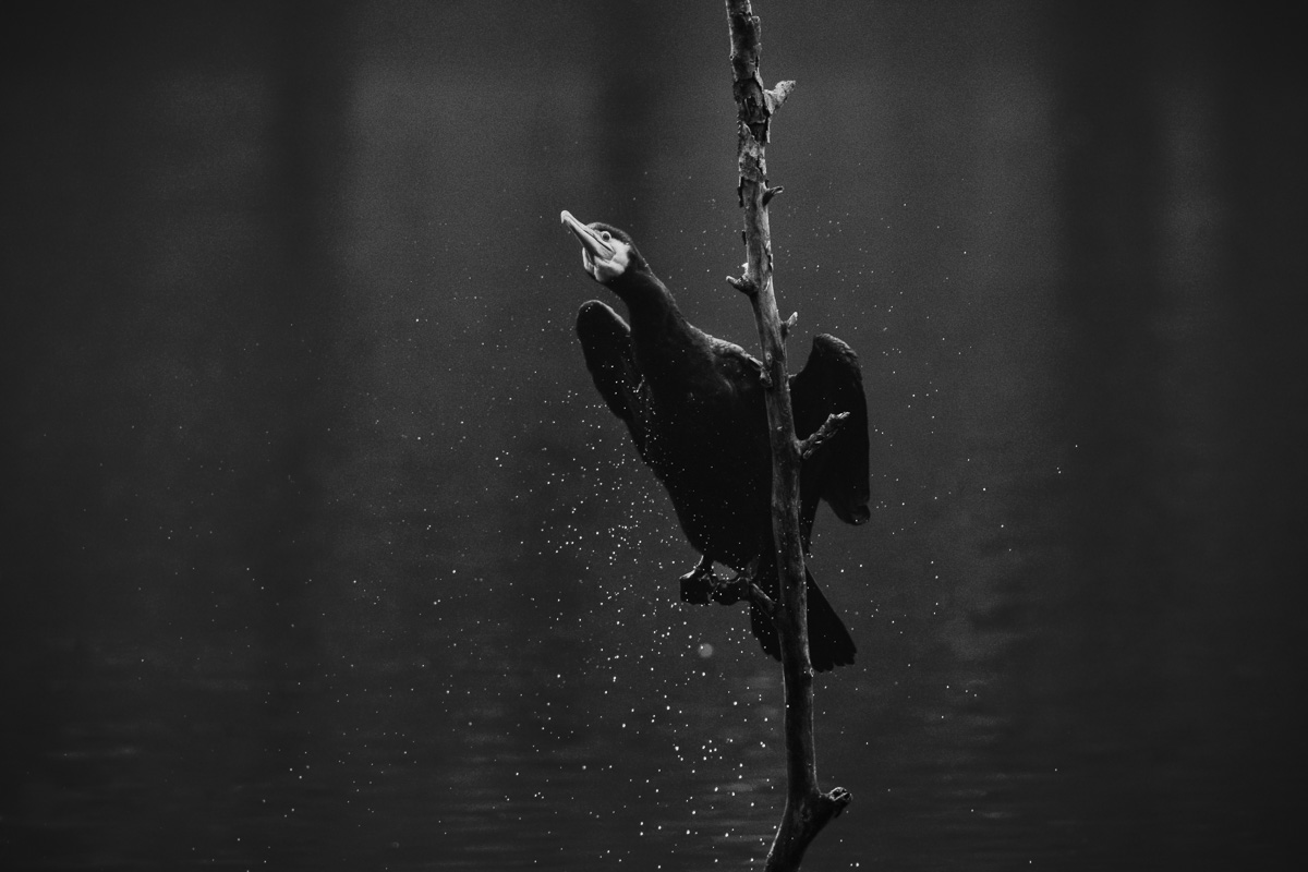 Schwarz-weißes Foto eines Kormorans, der sich das Wasser aus dem Gefierder schüttelt.