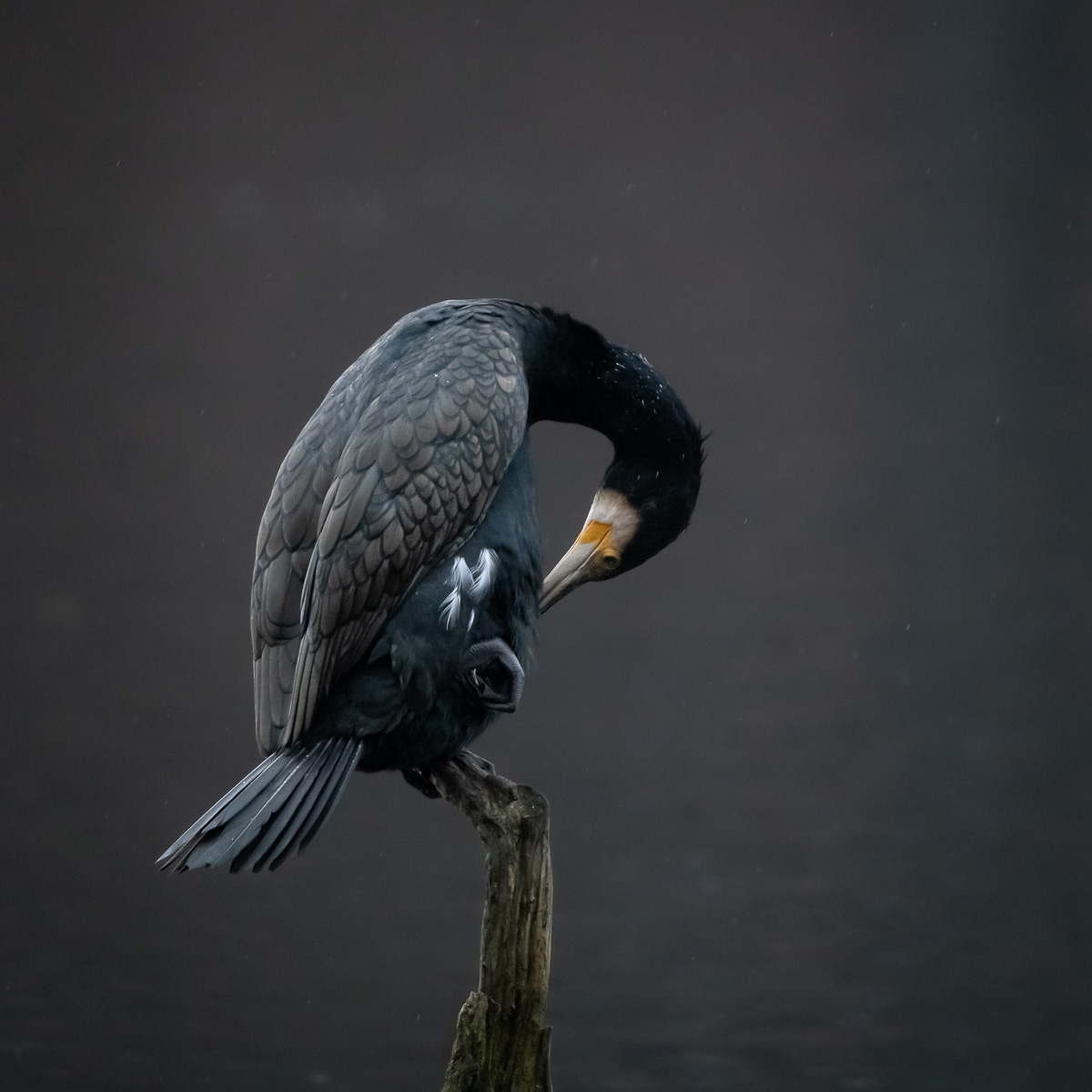 Ein Kormoran steht auf einem Bei und putzt sich auf einem aus dem Wasser ragenden Ast.