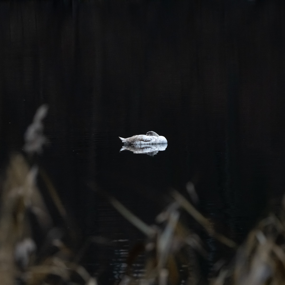 Ein Schwan ruht auf dem dunkel See.