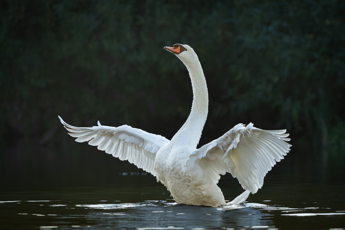 Ei prächtiger Schwan hebt sich aus dem Wasser und schlägt mit den Flügeln um sein Gefieder zu ordnen.