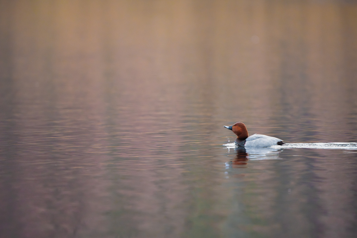 Ein Tafelentenerpel auf einem See in abendliches Winterlicht getaucht.