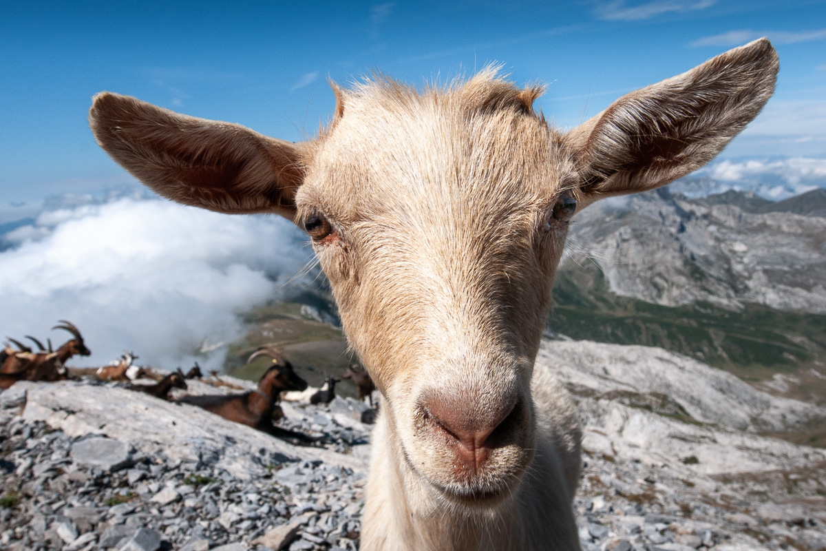 Eine Ziege am Rand ihrer Herde auf einem Berggipfel im Piemont.