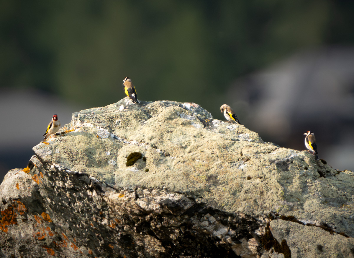 Eine kleine Gruppe Stieglitze auf einer Alm oberhalb von Zinal im Val d'Anniviers.
