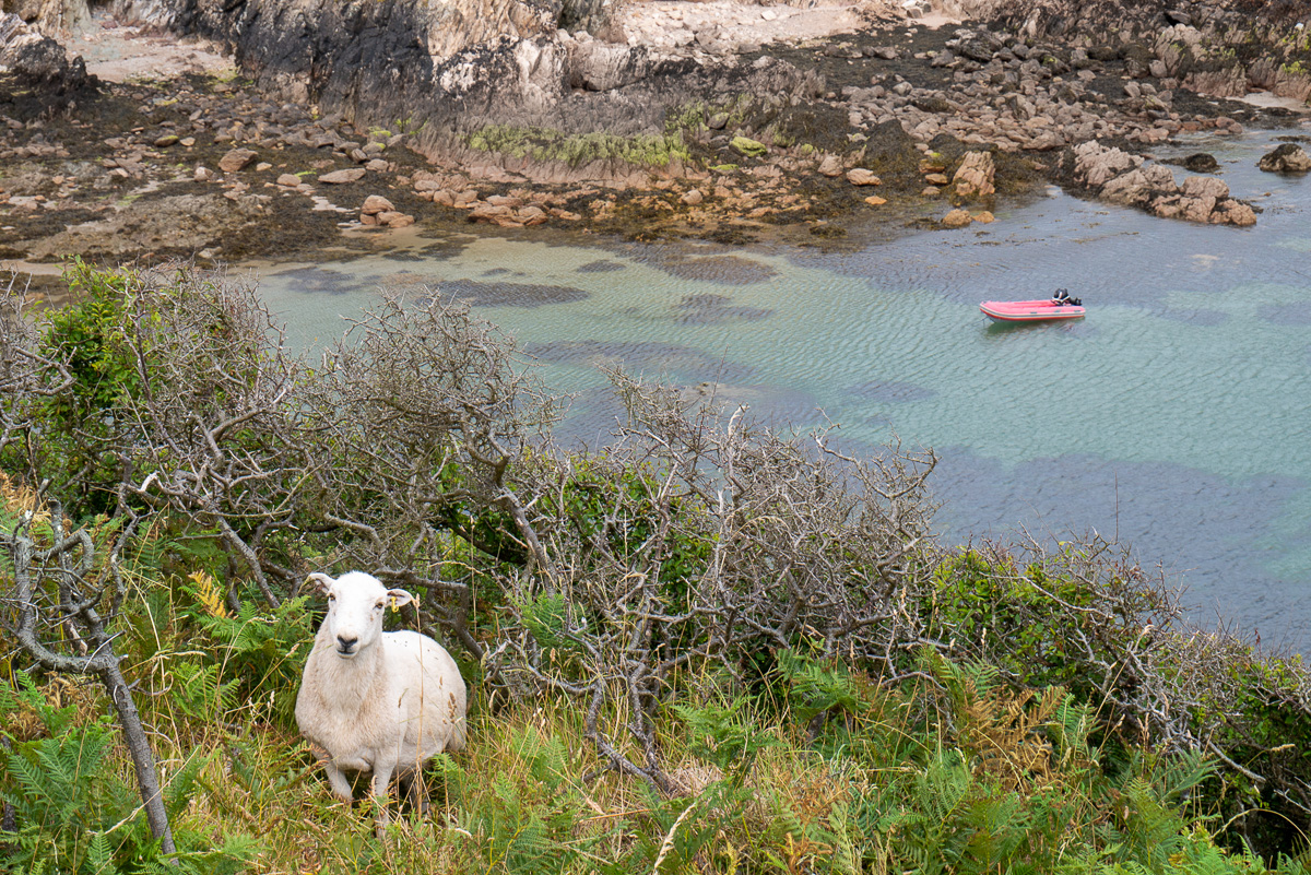 Ein Schaf steht im dichten Getrüpp an steilem Küstenhang über einer Bucht in Wales und schaut hinauf zum Betrachter.