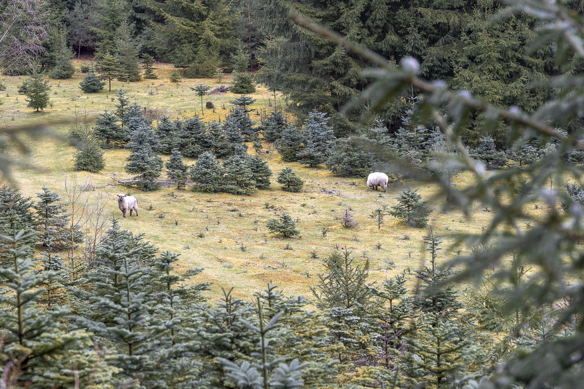 Zwei Schafe grasen in einem verwunschenen Talschluss im Pfälzer Wald.
