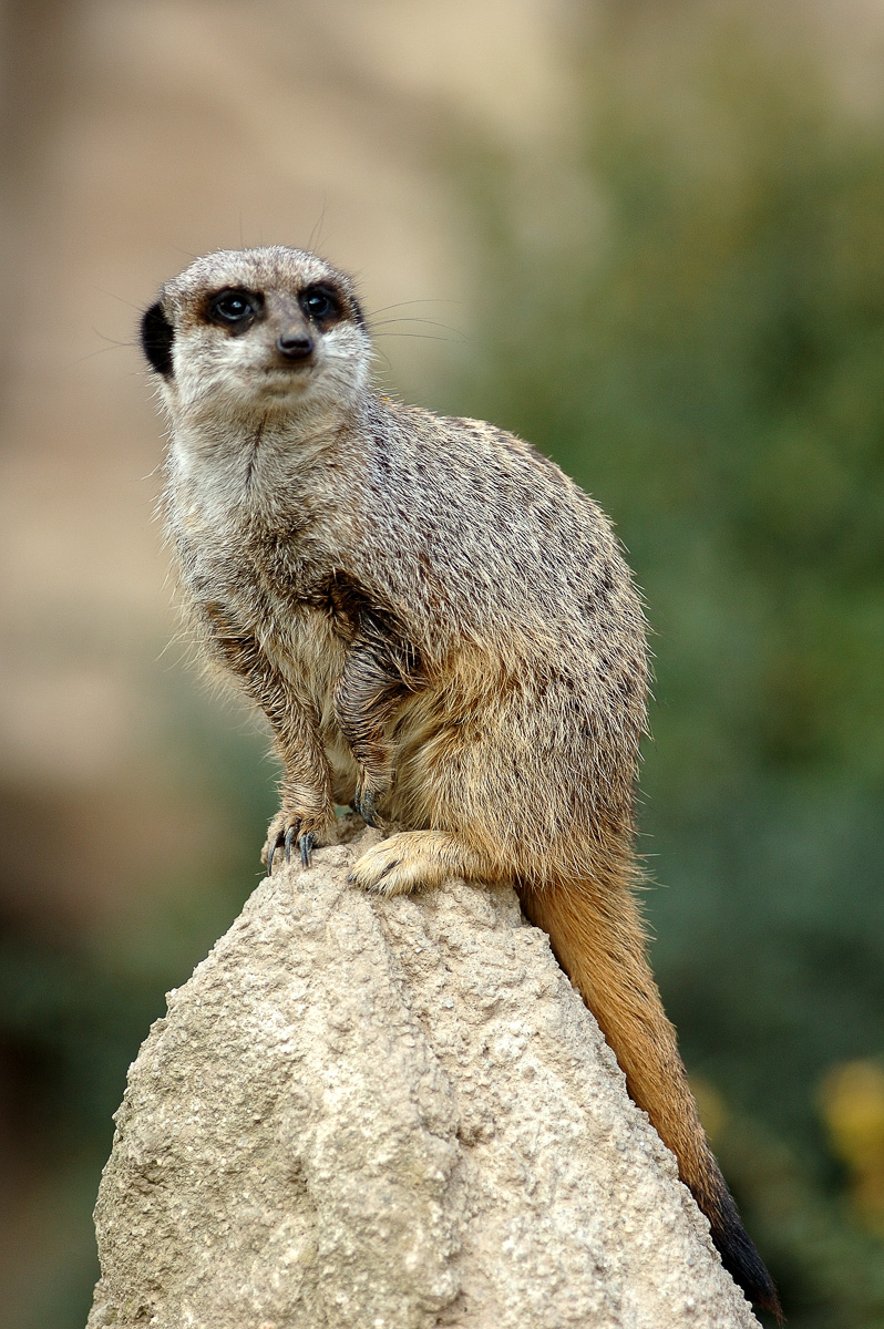 Ein Erdmännchen sitzt auf einem aufgerichteten Stein und blickt wachsem in die Weite. (1 von 3)