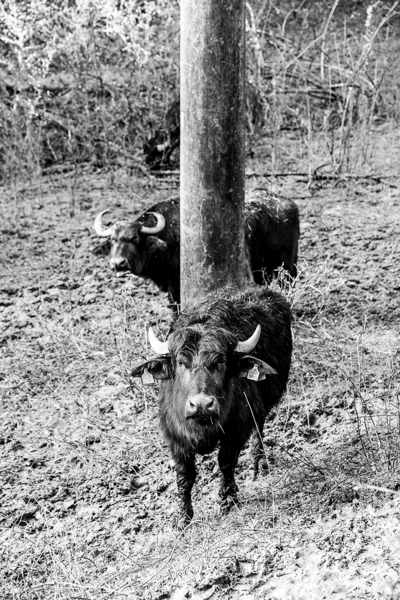  Drei Wasserbüffel im Einsatz in der Landschsftspflege an der französisch-deutschen Grenze stehen hintereinander. Das vorder Tier mustert scheinbar selbstbewusst den Betrachter. Schwarz-weiß.