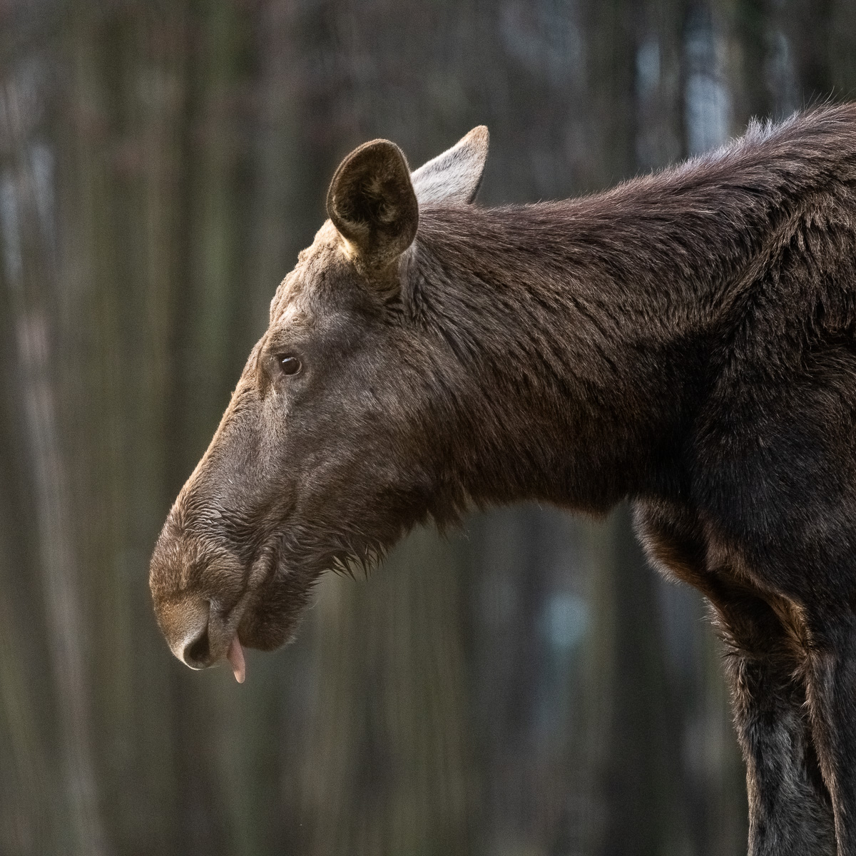 Eine Elchkuh steht im Profil zum Betrachter und streckt kess die Zunge heraus.