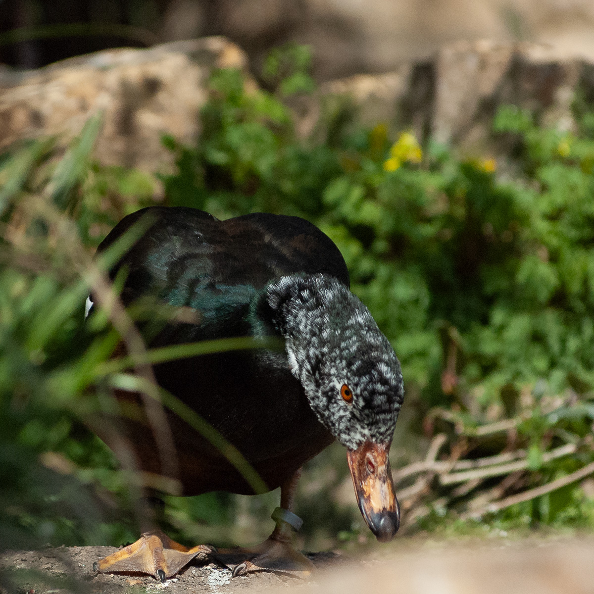 Eine Ente kommt aus dem Gebüsch im Gehege des Bremer Bürgerparks hervor.