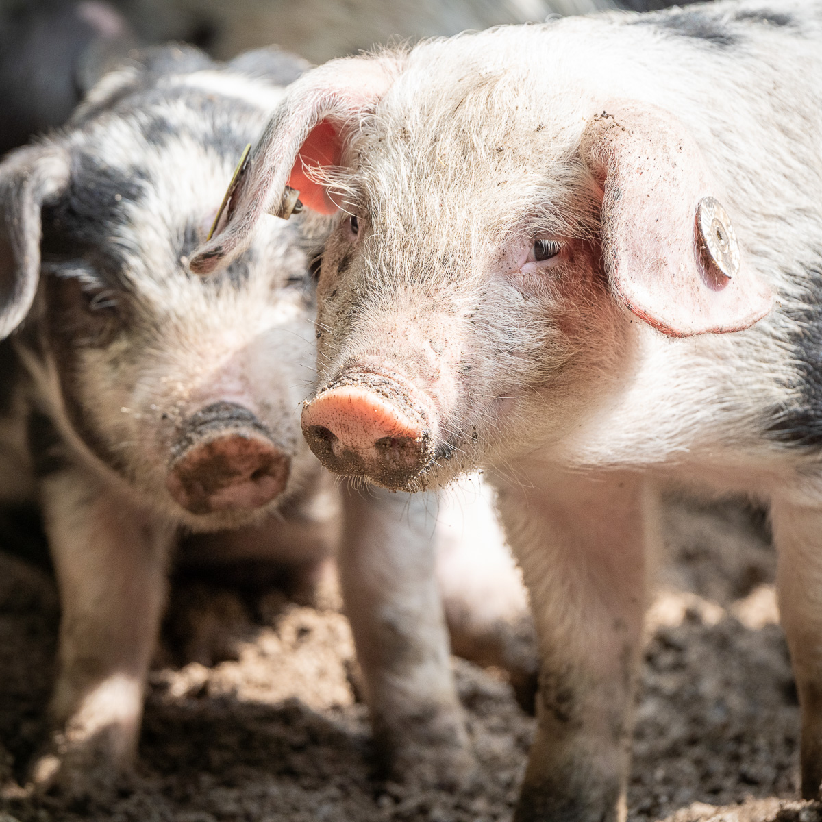 Zwei Bentheimer Ferkel toben in der Sonne.