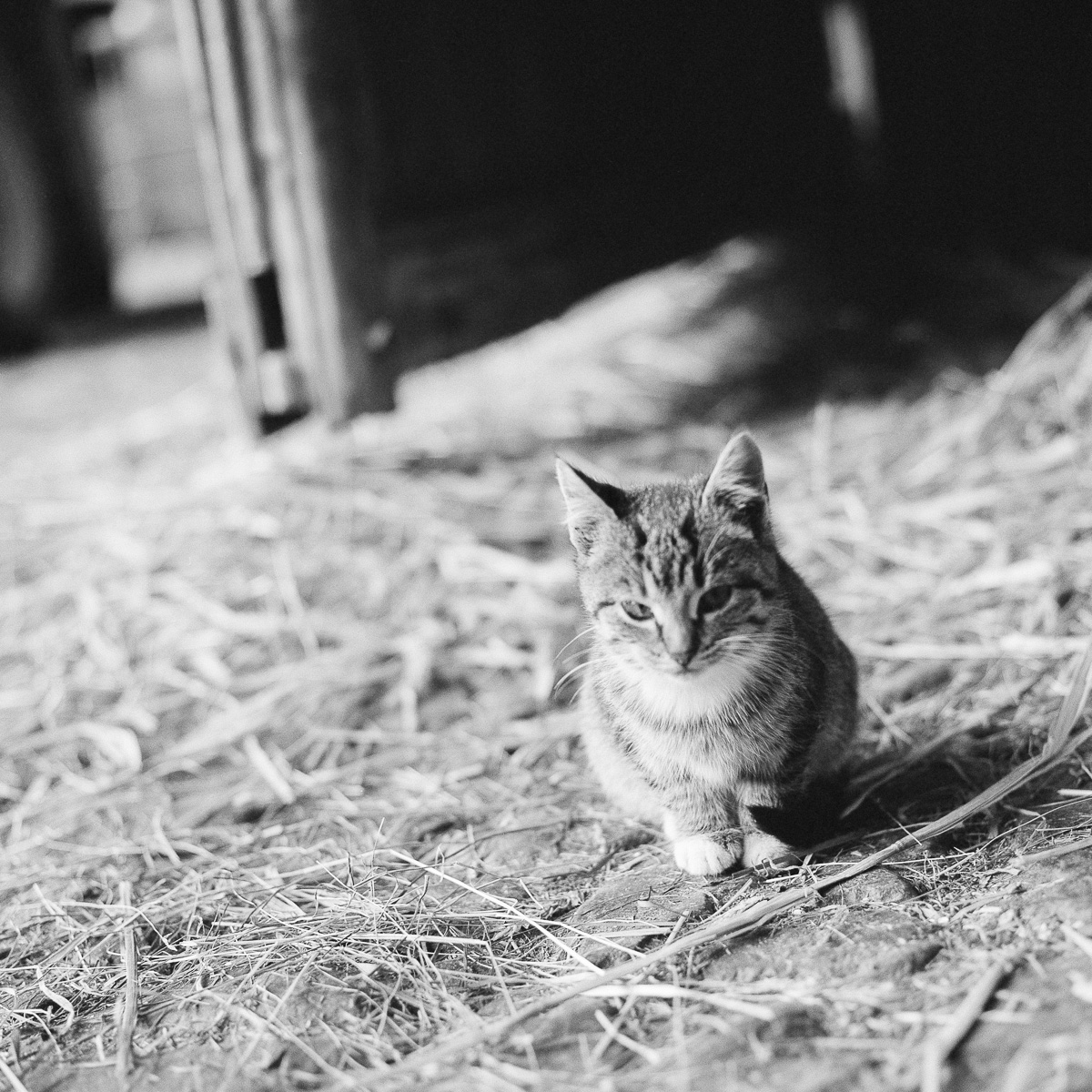 Ein Katzenwelpe erkundet einen Pferdestall.