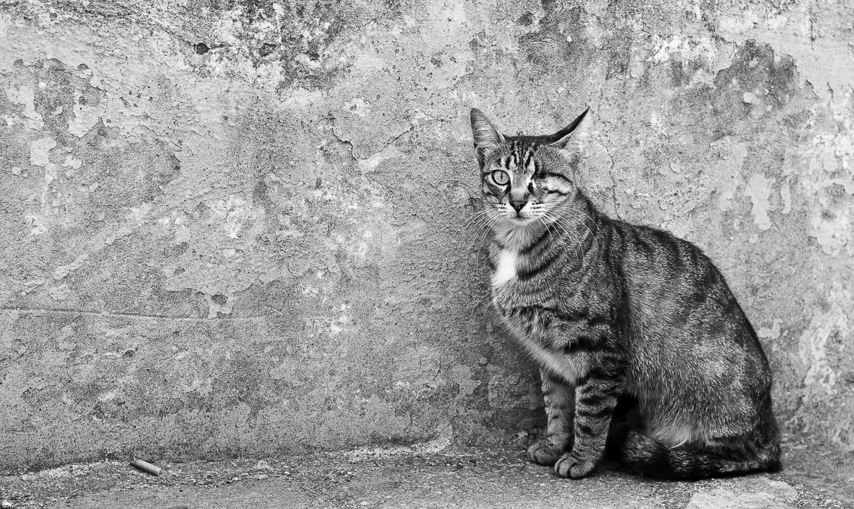 Eine einäugige Katze sitz vor einer Wand an der italienischen Mittelmeerküste.