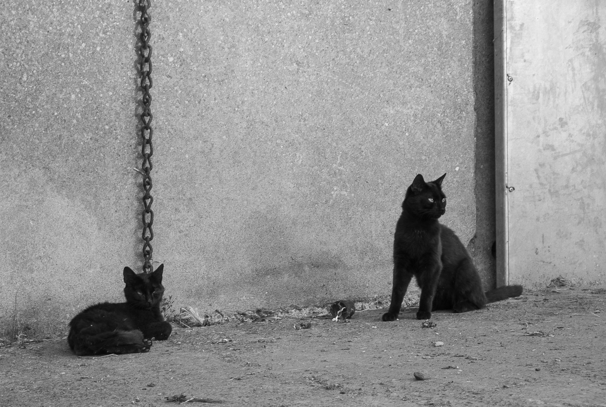Zwei junge schwarze Katzen beobachten das Geschehen in einem kleinen Dorf an der walisischen Küste.