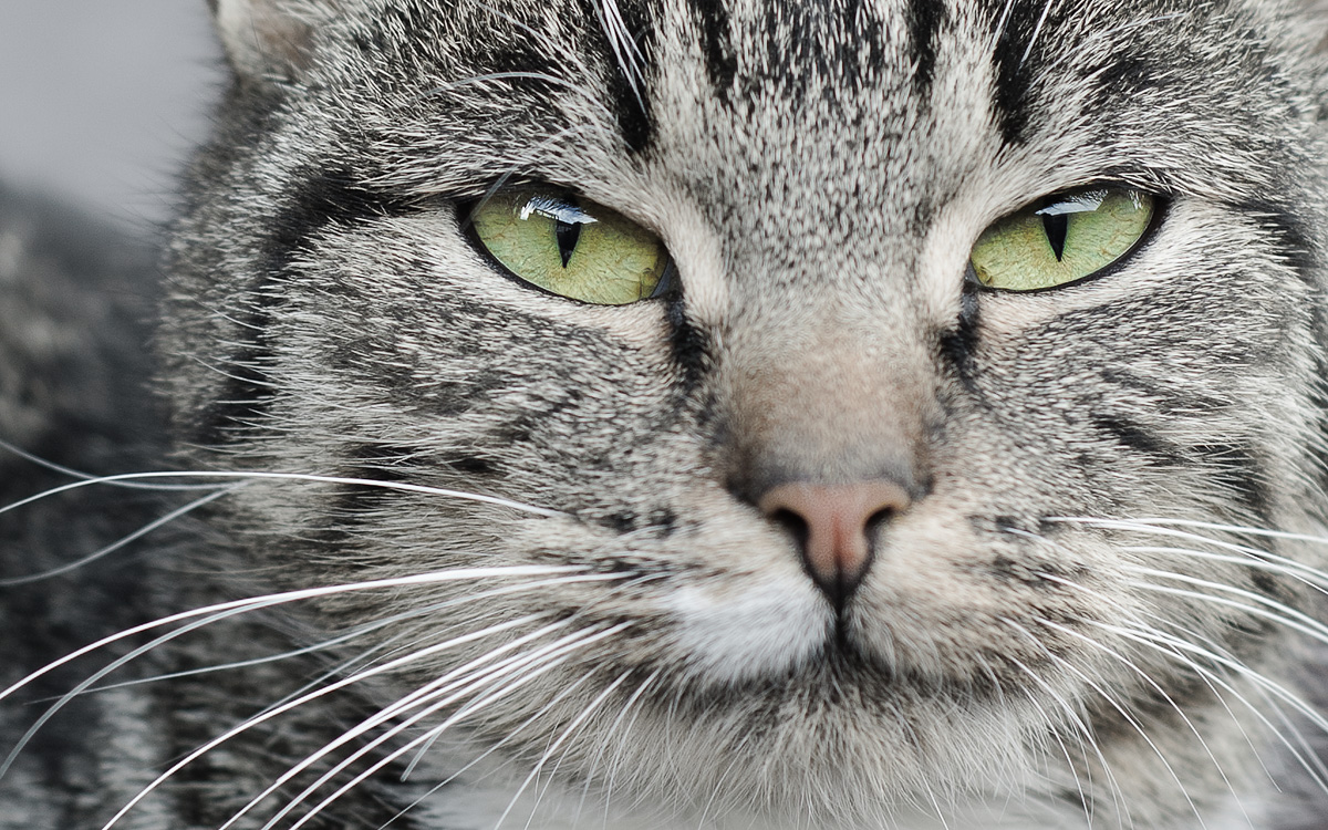 Eine Hauskatze blickt mit stechend grünen Augen intensiv zum Betrachter.