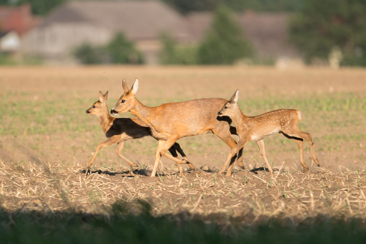 Eine Ricke mit zwei Kitzen an ihren Seiten schnellt über ein Stoppelfeld in der Prignitz.