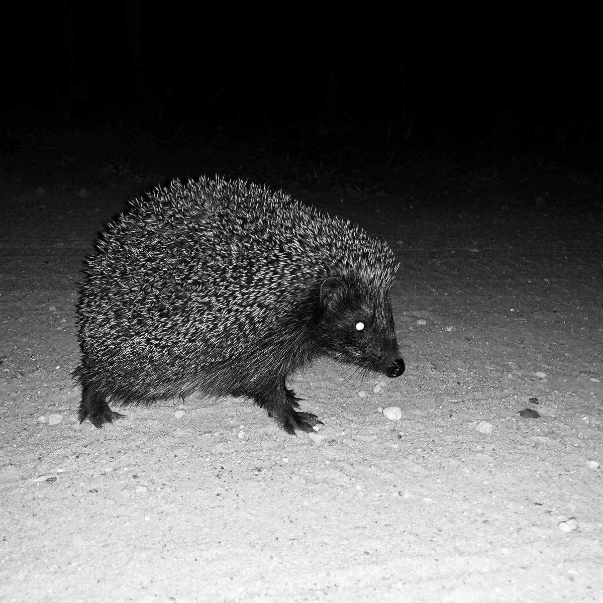 Ein Igel tollt sich im Lampenschein durch die Nacht.