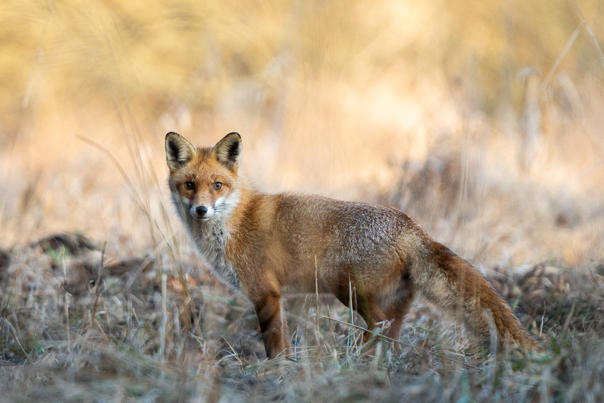 Ein Rotfuchs in der Abendsonne in der Bieselheider.