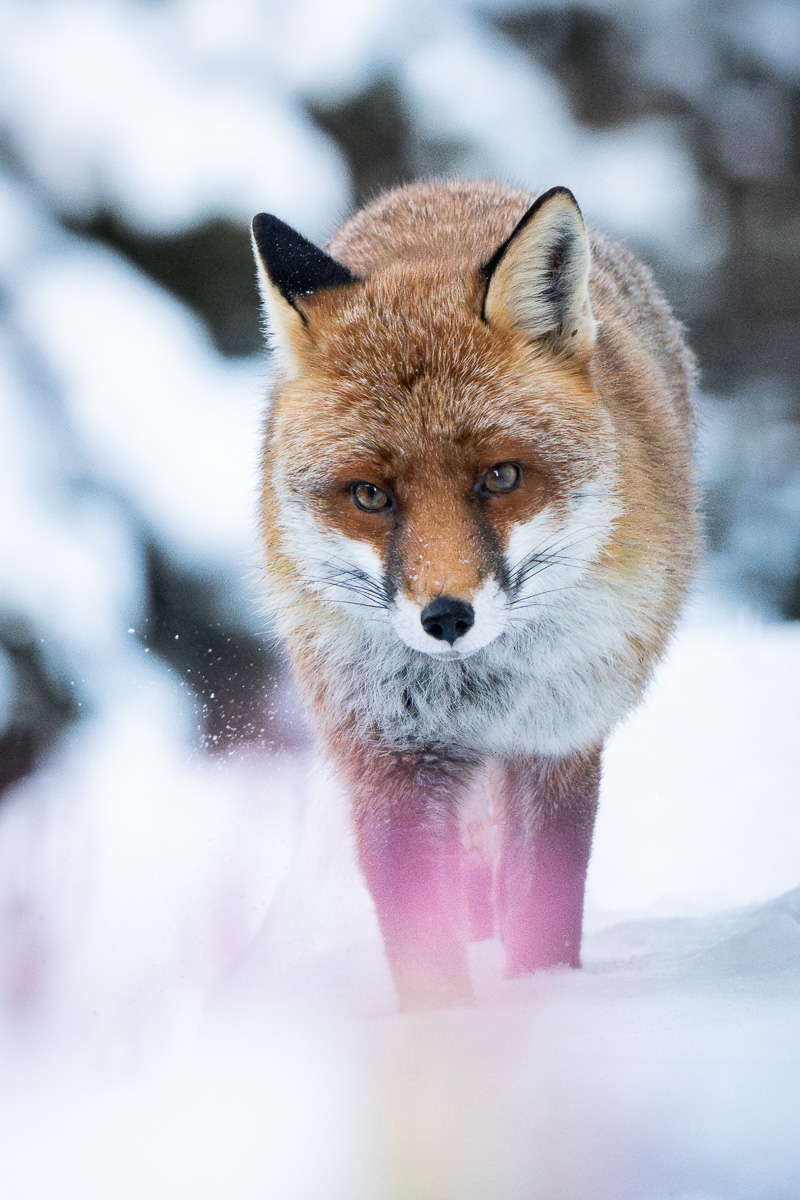 Ein Rotfuchs im tiefen Schnee.